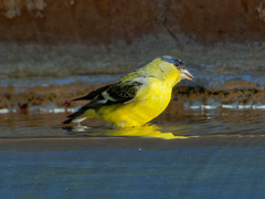 Spinus psaltria