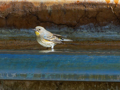 Setophaga coronata