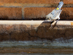 Setophaga coronata
