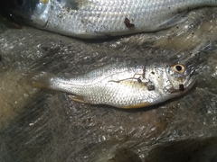 Larimus breviceps