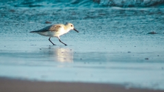 Calidris alba