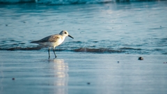 Calidris alba
