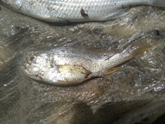 Larimus breviceps