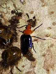 Cryptobatis chontalensis