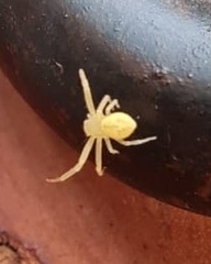 Thomisidae