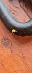 Thomisidae