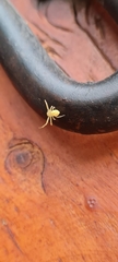 Thomisidae