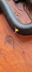 Thomisidae