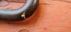 Thomisidae