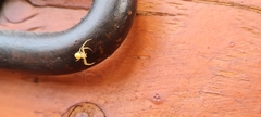 Thomisidae