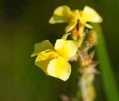 Goodenia stelligera