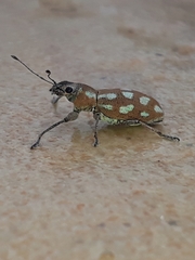Naupactus bellus