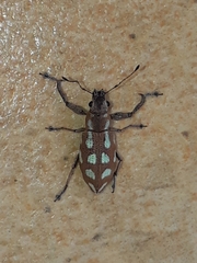 Naupactus bellus
