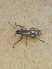 Naupactus bellus