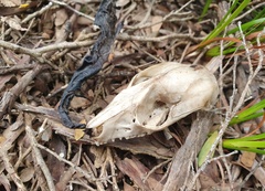 Pseudocheirus peregrinus