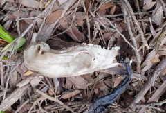 Pseudocheirus peregrinus