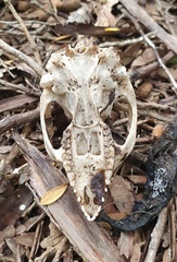 Pseudocheirus peregrinus