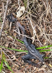 Pseudocheirus peregrinus