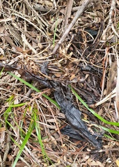 Pseudocheirus peregrinus