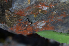 Paranotoreas brephosata