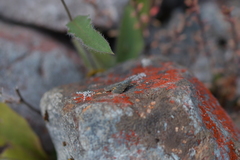 Paranotoreas brephosata