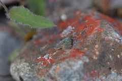 Paranotoreas brephosata