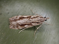 Scoparia halopis