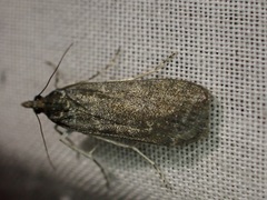 Eudonia cataxesta