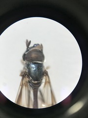 Dioprosopa clavata