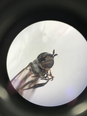 Dioprosopa clavata