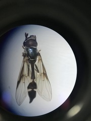 Dioprosopa clavata