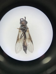 Dioprosopa clavata
