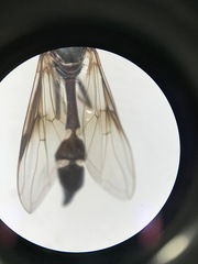 Dioprosopa clavata