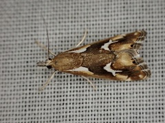 Glaucocharis interrupta