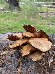 Gymnopilus ventricosus