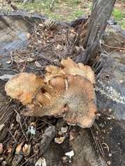 Gymnopilus ventricosus