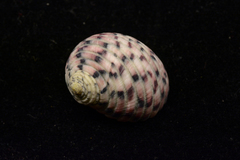 Nerita versicolor