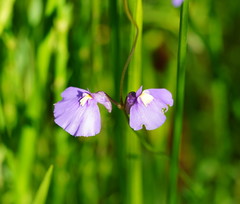 Utricularia dichotoma