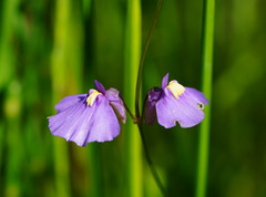 Utricularia dichotoma
