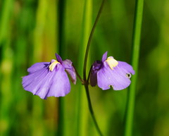 Utricularia dichotoma