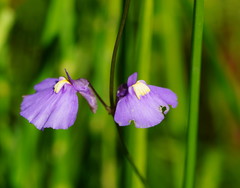 Utricularia dichotoma
