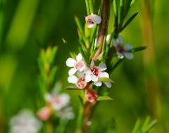 Baeckea linifolia