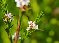 Baeckea linifolia
