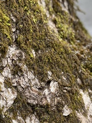 Pterigynandrum filiforme