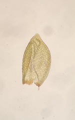 Pterigynandrum filiforme