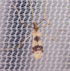 Erioptera venusta