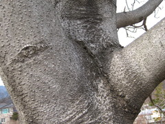 Magnolia obovata