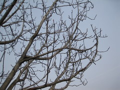 Magnolia obovata
