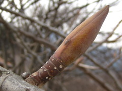 Magnolia obovata