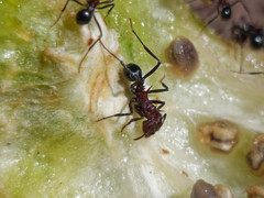 Amoimyrmex